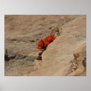 Póster Pincel indio en rocas en Zion