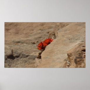 Póster Pincel indio en rocas en Zion