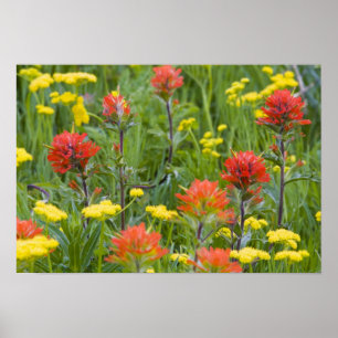 Póster Pincel indio y flores silvestres de bizcocho