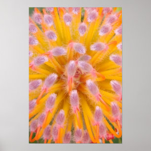 Póster Pincushion Proteaceae rosa y Naranja