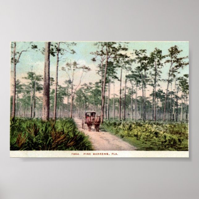 Póster Pine Barrens de Florida (Frente)