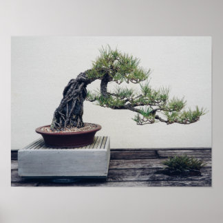 Póster Pine Bonsai