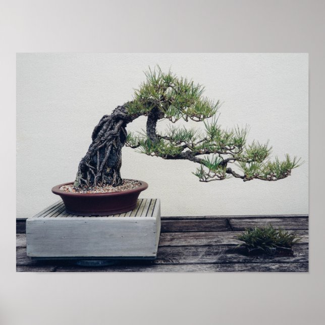 Póster Pine Bonsai (Frente)