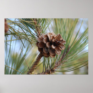 Póster Pine Cone