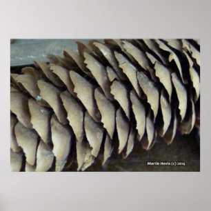 Póster Pine Cone