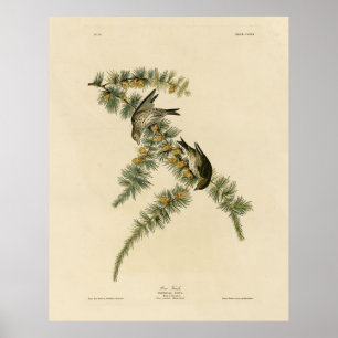 Póster Pine Finch (Pine Siskin), Aves Audubon de América