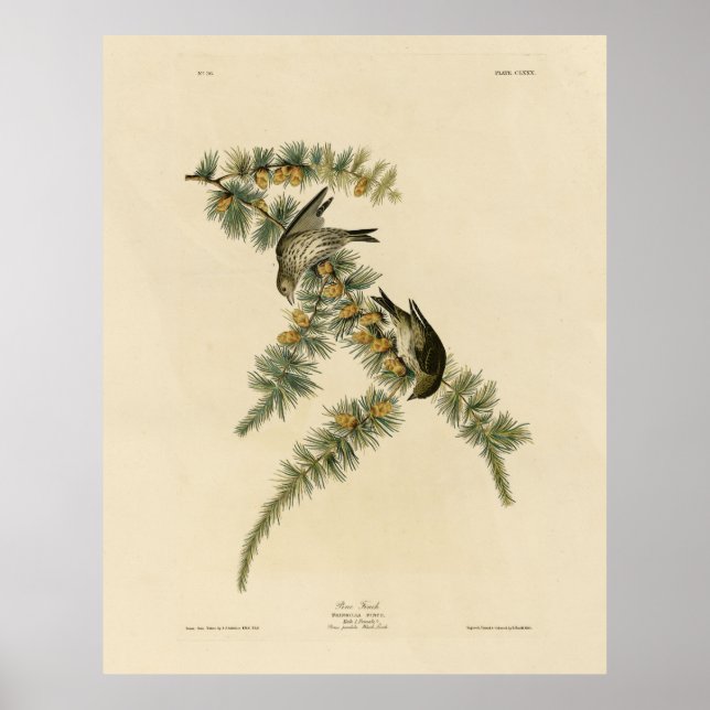 Póster Pine Finch (Pine Siskin), Aves Audubon de América (Frente)