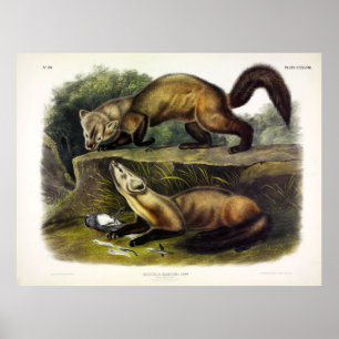 Póster Pine Marten (Mustela Martes) Norteamericano