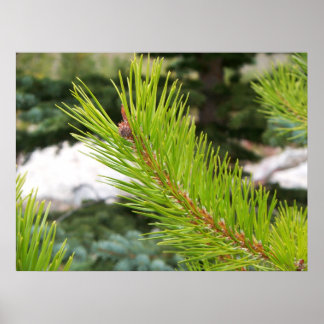 Póster Pine Needles