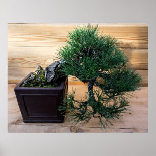 Póster Pine negro japonés Bonsai Tree