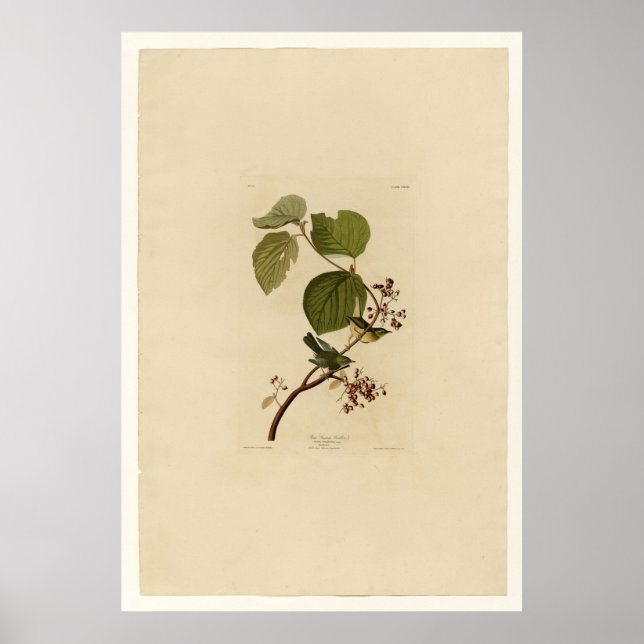 Póster Pine Swamp Warbler (Frente)