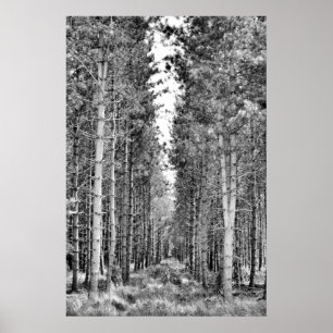 Póster Pine Trees