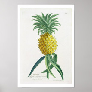 Póster Pineapple engraved by Johann Jakob Haid (1704-67)