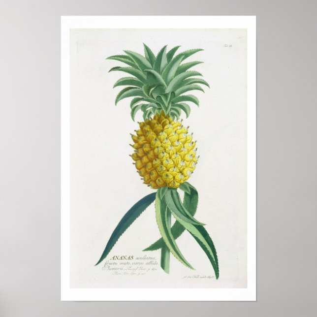Póster Pineapple engraved by Johann Jakob Haid (1704-67) (Frente)