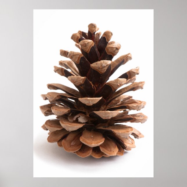 Póster Pinecona (Frente)