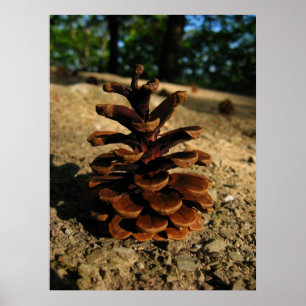 Póster pinecona
