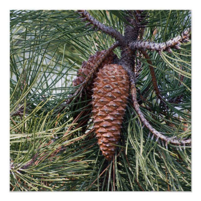 Póster Pinecone on the pine tree (Anverso)