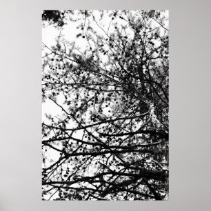 Póster PineCones