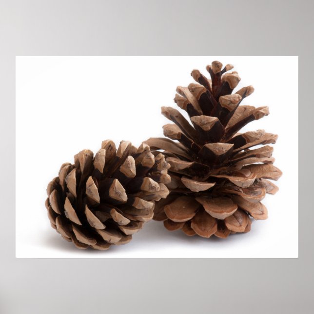 Póster Pinecones (Frente)