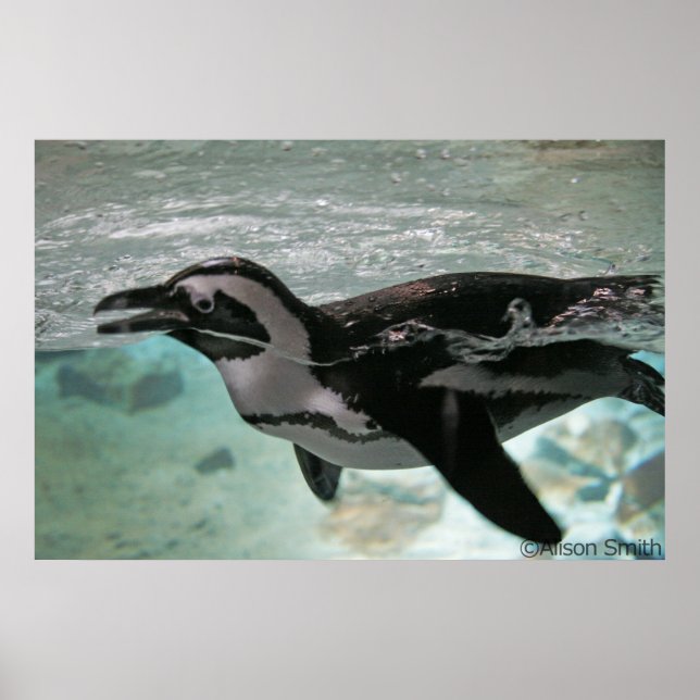 Póster Pingüino (Frente)