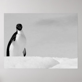 Póster Pingüino Adelie curioso parado en la nieve antárti