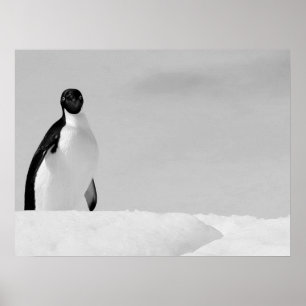 Póster Pingüino Adelie curioso parado en la nieve antárti