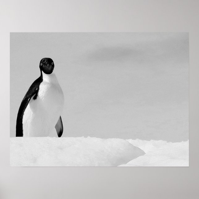 Póster Pingüino Adelie curioso parado en la nieve antárti (Frente)