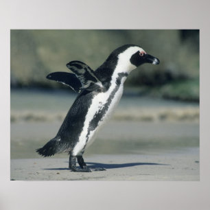 Póster Pingüino Africano