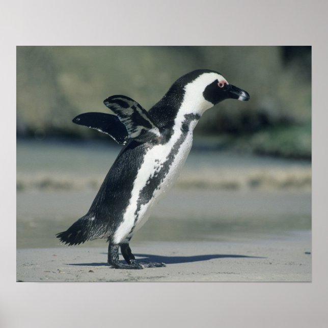 Póster Pingüino Africano (Frente)