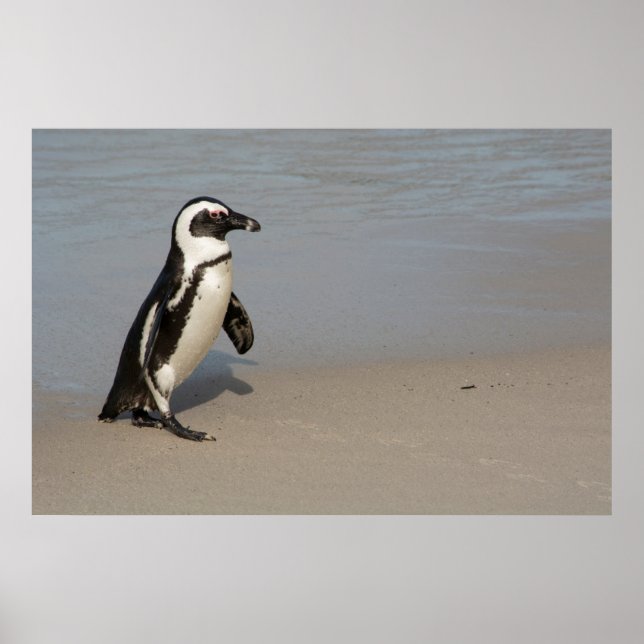 Póster Pingüino Africano Caminando (Frente)