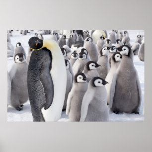 Póster Pingüino de emperador con el poster de los
