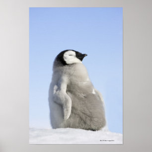 Póster Pingüino de emperador del bebé, isla de la colina