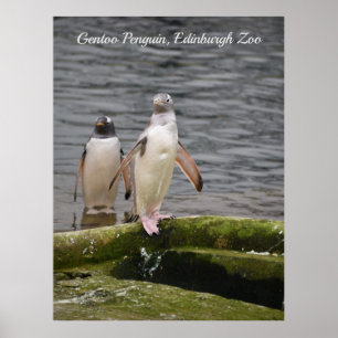 Póster Pingüino de Gentoo gris Poster de Escocia en el Zo