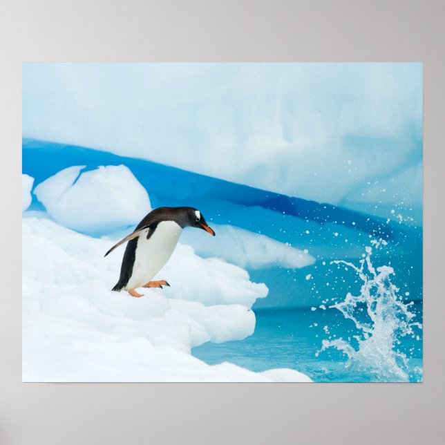 Póster pingüino de gentoo, Pygoscelis Papua, saltando (Frente)