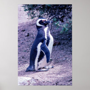 Póster Pingüino de Magallanes en Península Valdés - Argen