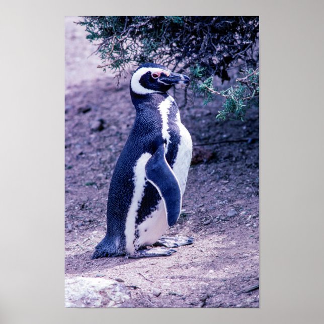 Póster Pingüino de Magallanes en Península Valdés - Argen (Frente)