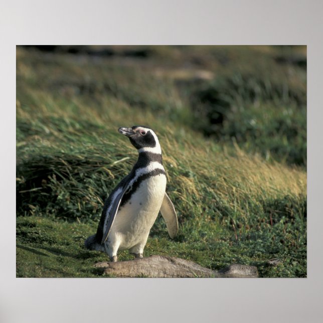 Póster Pingüino de Magallanes (Spheniscus magellanicus), (Frente)