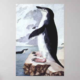 Póster Pingüino de Penacho Amarillo Antiguo, Aves de Antá