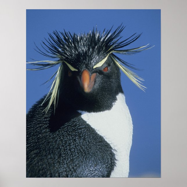 Póster Pingüino de Rockhopper (crisoven de los Eudyptes) (Frente)