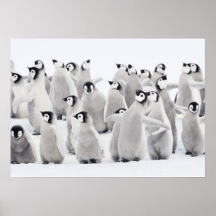 Póster Pingüino emperador (Aptenodytes forsteri), grupo d