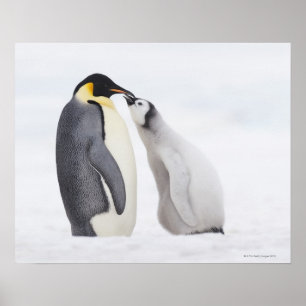 Póster Pingüino emperador (Aptenodytes forsteri), polluel
