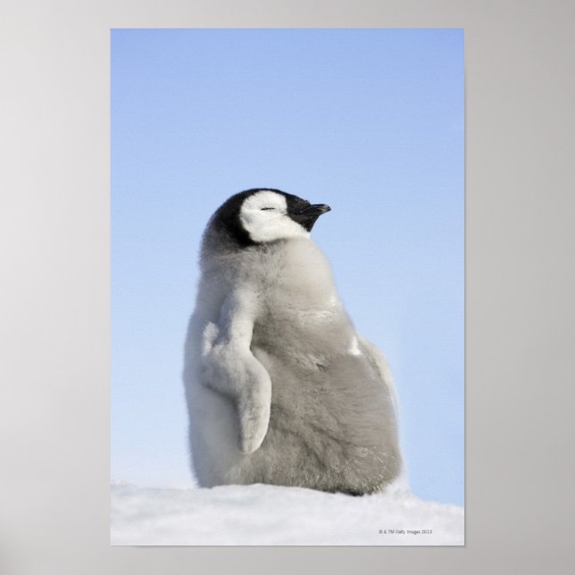 Póster Pingüino Emperador Bebé, Isla de la Colina de la N (Frente)