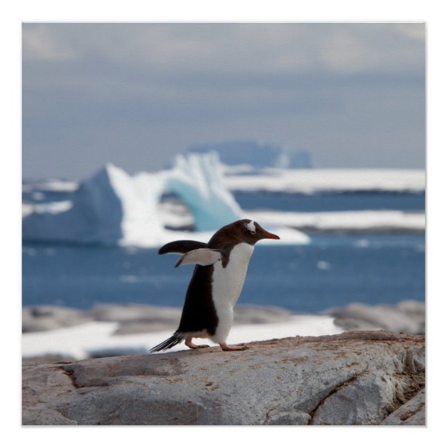 Póster Pingüino frente a un arco de hielo (Anverso)