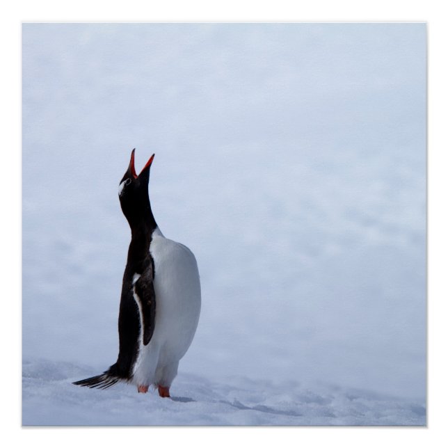 Póster Pingüino Gentoo (Anverso)