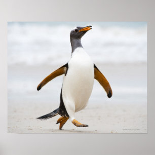 Póster Pingüino Gentoo