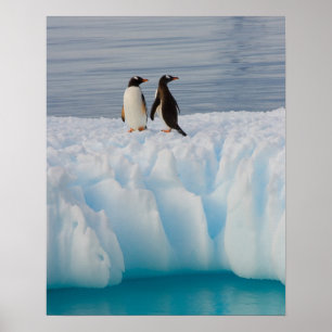 Póster Pingüino gentoo, Papúa Pygoscelis, sobre hielo gla