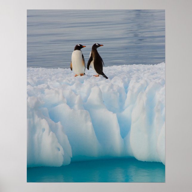 Póster Pingüino gentoo, Papúa Pygoscelis, sobre hielo gla (Frente)