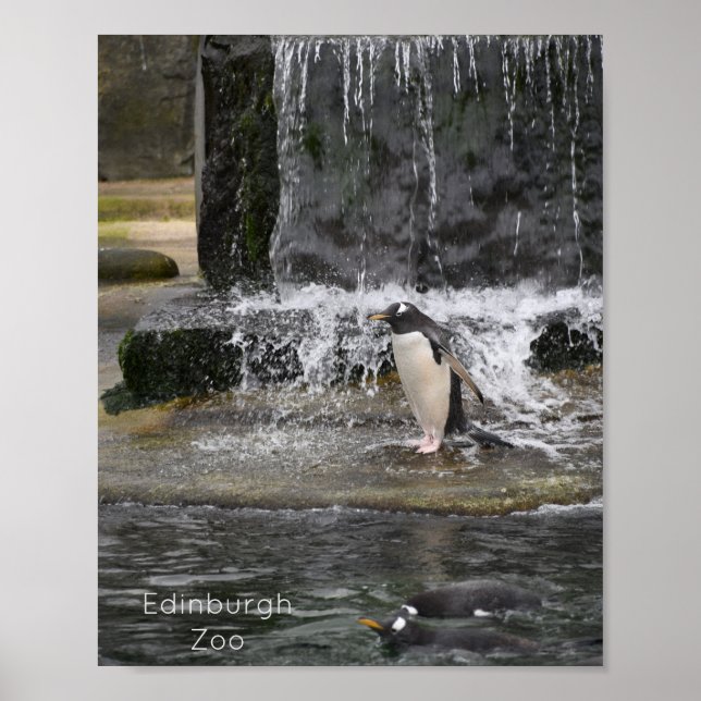 Póster Pingüino Gentoo y amigos Zoológico de Edimburgo Es (Frente)
