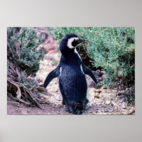 Pingüino Magallánico en Valdes Península - Argenti
