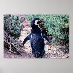 Póster Pingüino Magallánico en Valdes Península - Argenti